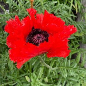 Meet your Posher, Danica